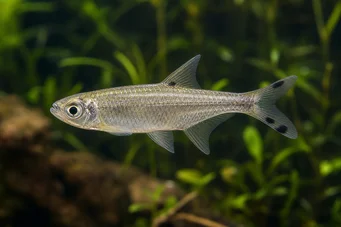 Micralestes acutidens Africká tetra s ostrými zuby