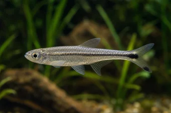 Micralestes elongatus Zuzela africká tetra