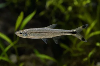 Micralestes humilis Africká tetra s červenými ploutvemi