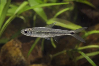 Micralestes occidentalis Západní Africká Tetra