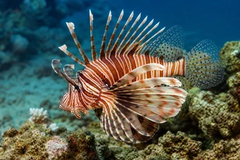 Milles de pterois Scorpion Fish