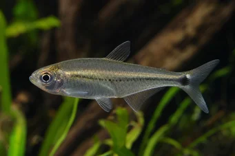 Mimagoniates lateralis Tetra-glande s zamlženými stranami