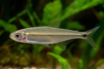 Mimagoniates microlepis Malé měřítka tetra-Barberos