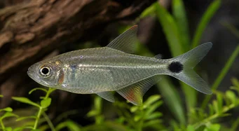 Moenkhausia oligolepis Moenkhausia s červenýma očima