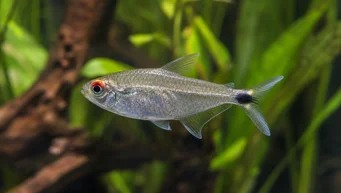 Moenkhausia sanctaefilomenae Moenkhausia s červenýma očima