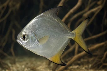 Monodactylus argenteus Měsíční ryby