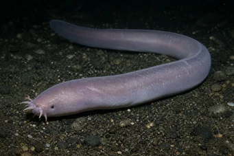 Myxine glutinosa Běžný myxin