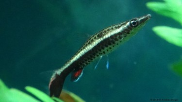Nannobrycon eques Tužka