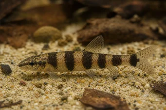 Nannocharax latifasciatus