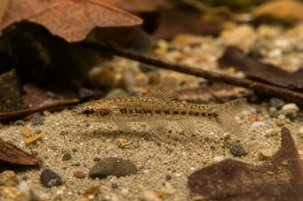 Nannocharax parvus (Velký pásový nanochax)