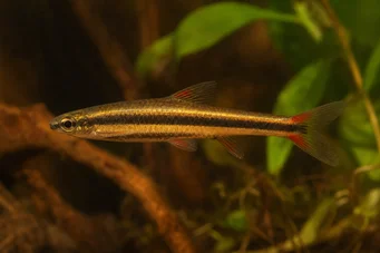 Nannostomus beckfordi (Tužka)