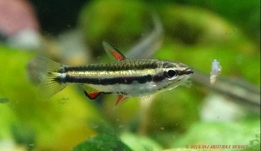 Nannostomus marginatus Trpasličí tužka