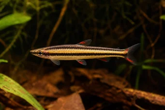 Nannostomus marginatus (Trpasličí tužka)
