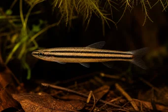 Nannostomus trifasciatus