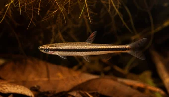 Nannostomus unifasciatus unifasciatus