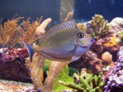 Naso Lopezi Štíhlá naso