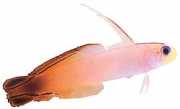 Nemateleotris magnifica Fire Gobie