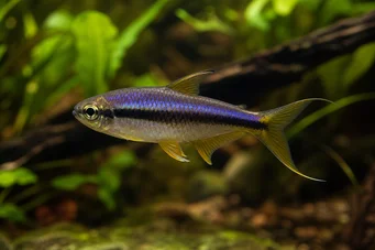 Nematobrycon palmeri (Tetra císař)