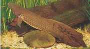 Neoceratodus forsteri Australská Dipneuste, B...
