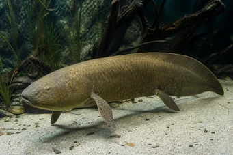 Neoceratodus forsteri (Australská Dipneuste, Barramanda z Austu.)