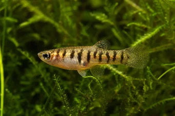 Neohaterandria elegans (Elegantní heterandrie)