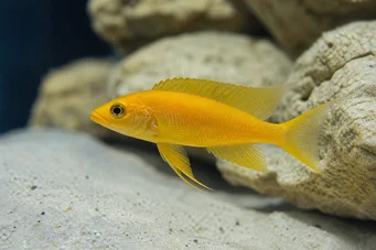 Neolamprologus leleupi (Cichlidský citrón)