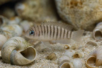 Neolamprologus multifasciatus (Pružce lamprologus)