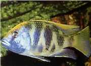 Nimbochromis venustus Venustus, pávové kryty