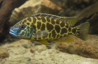 Nimbochromis venustus (Venustus, pávové kryty)
