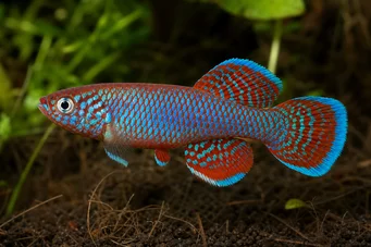 Nothobranchius rachovii (Rachov Nothobranche)