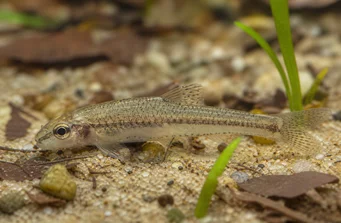 Odontocharacidium aphanes Odontocharacidium afany