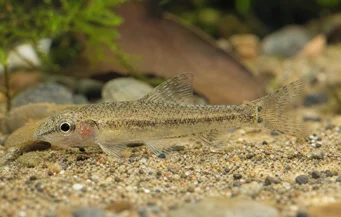 Odontocharacidium sp. aff. aphanes Zelený trpaslík tetrager