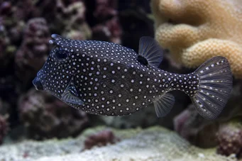 Ostracion meleagris