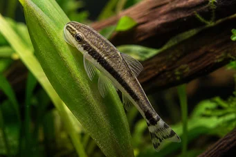 Otocinclus affinis