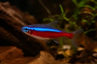 Paracheirodon axelrodi (Tetra kardinál)