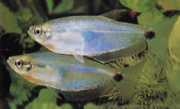 Paragoniates alburnus Blue Glass Tetra, Tetra-Pasca
