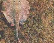 Paratrygon orbicularis Orbikulární linie