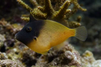 Pervagor melanocephalus (Ryba ocasy červené ocasy)