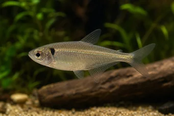 Phenacogaster pectinatus (Pektitinatus, zlatá skupina tetra)