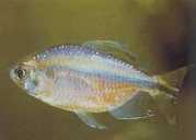 Phenacogrammus sp. Congo I Tetra du Congo de Bleher