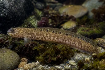 Pholis gunnellus (Gonnelle)