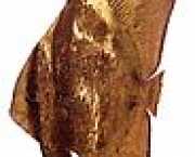 Platax orbicularis Orbikulární netopýři