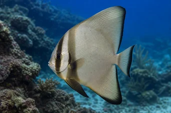 Platax orbicularis (Orbikulární netopýři)