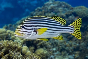 Plectorhynchus orientalis Orientální gaterin