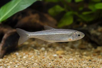 Poissonsus picus (Porc-epická ryba)