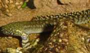 Polypterus ornatipinnis Polypterus ornatipinnis