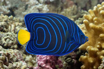 Pomacanthus annularis (Ring Fish)