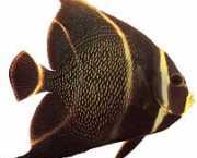 Pomacanthus paru Francouzský anděl