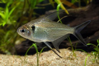 Poptella longipinnis