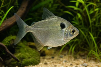 Poptella orbicularis (Characin Disc)